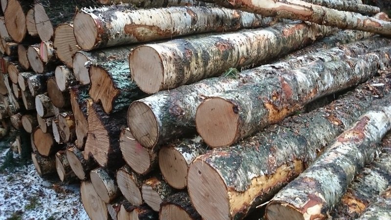Stammholz Birke – Originalbild des Anbieters Energiehof Vahle
