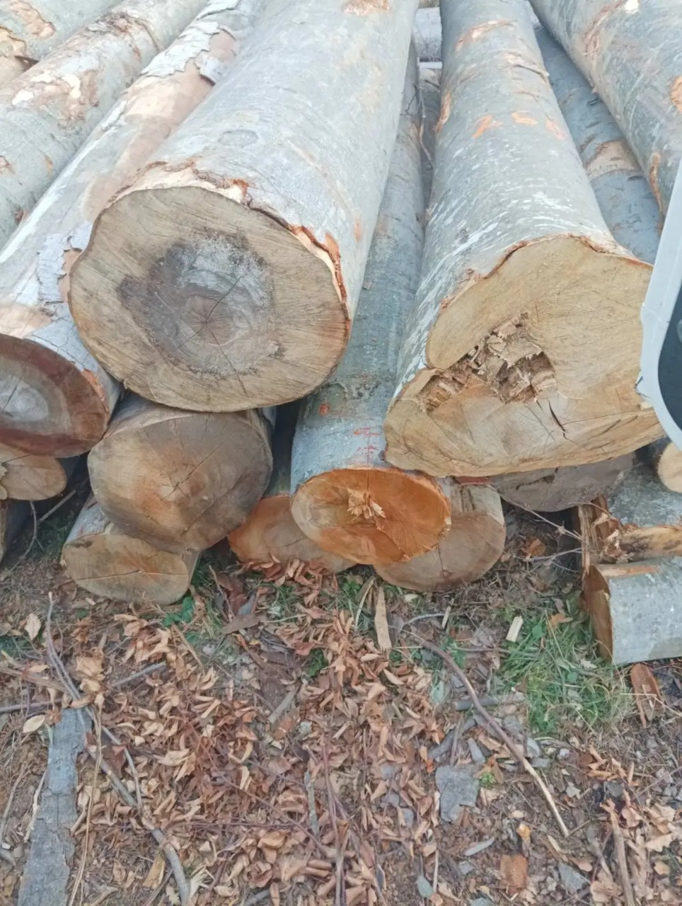 Stammholz Buche – Originalbild des Anbieters Energiehof Vahle