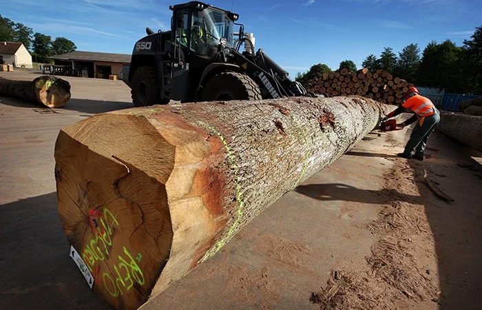 Stammholz Eiche – Originalbild des Anbieters Energiehof Vahle